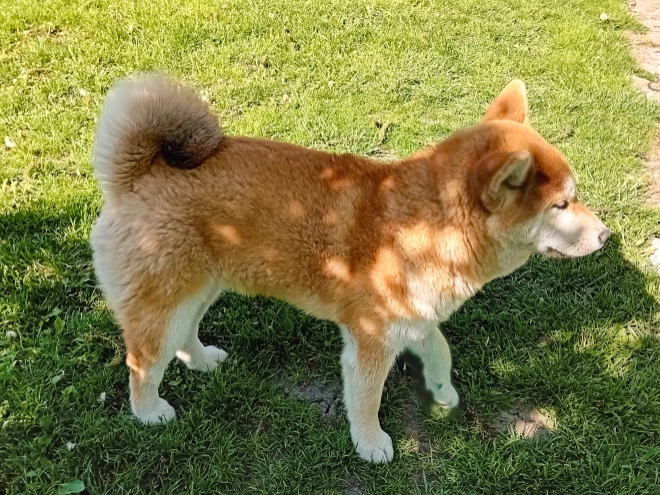 Perros Shiba Inu en venta