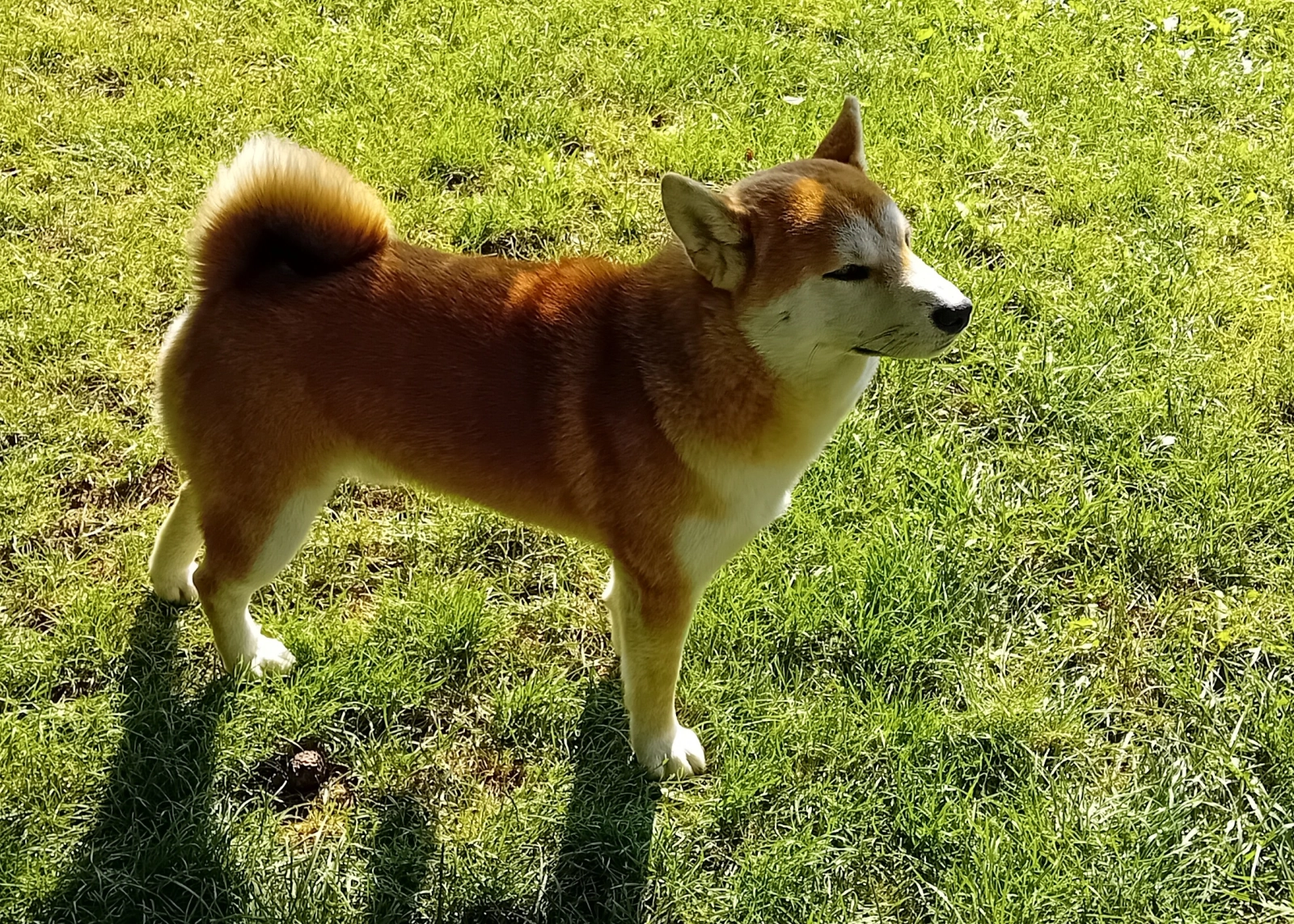 Australian Shepherd Shiba Inu Zwergspitz Mix Aiko Shiba Inu Welpen