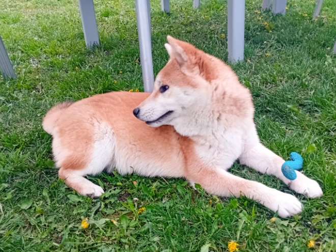 Perros Shiba Inu en venta