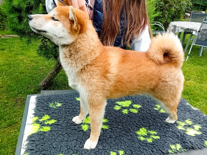 Perros Shiba Inu en venta