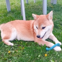 Akeno, red Shiba Inu en venta