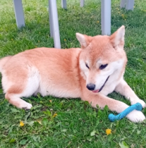 Perros Shiba Inu en venta