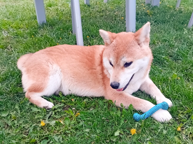 Perros Shiba Inu en venta