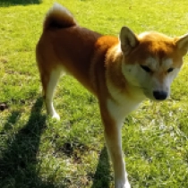 Akeno, red Shiba Inu en venta