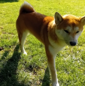 Shiba Inu Welpe kaufen