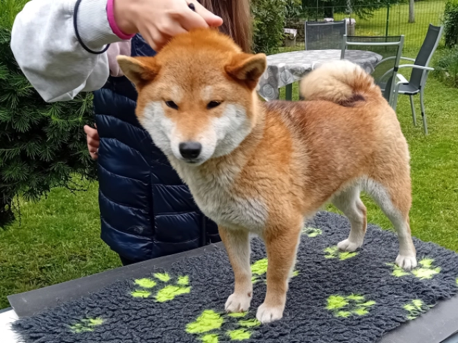 Perros Shiba Inu en venta