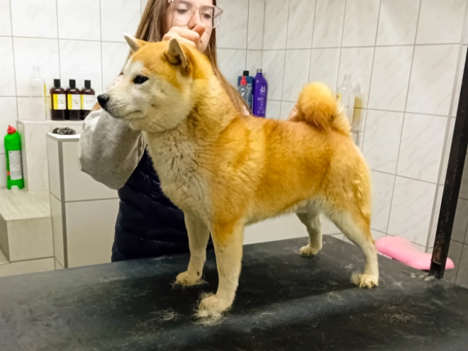 Perros Shiba Inu en venta
