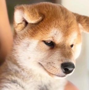 Shiba Inu puppy for sale