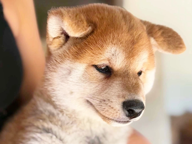 Shiba Inu puppy for sale