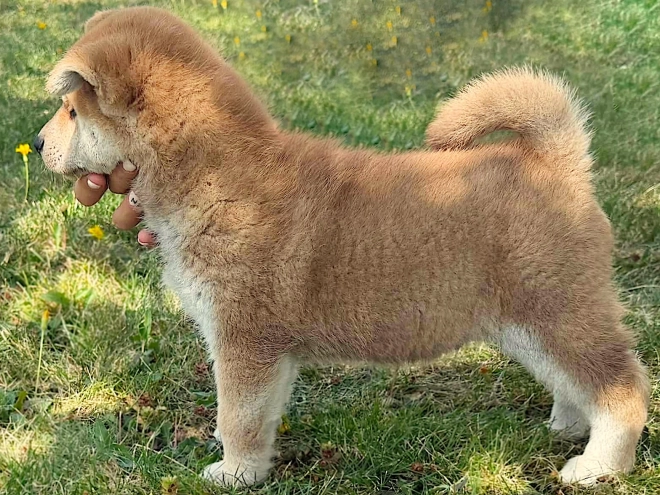 Shiba Inu puppy for sale