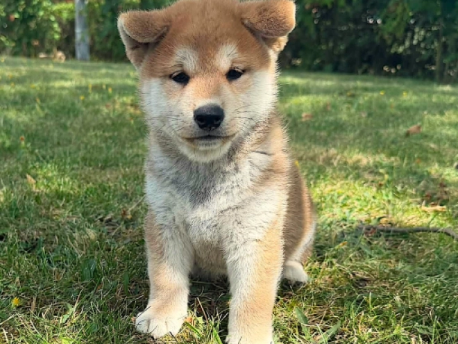 Shiba Inu puppy for sale