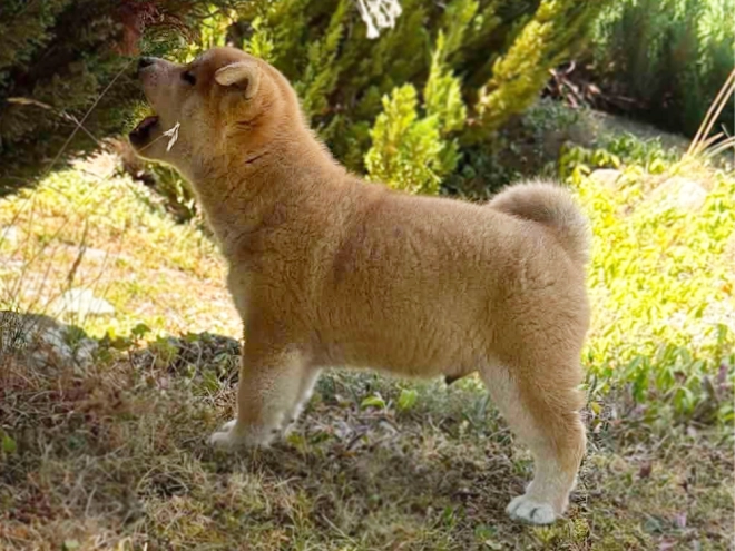 Shiba Inu puppy for sale