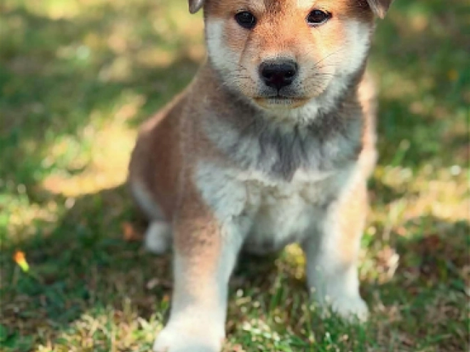 Shiba Inu puppy for sale