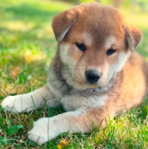 Shiba Inu puppy for sale