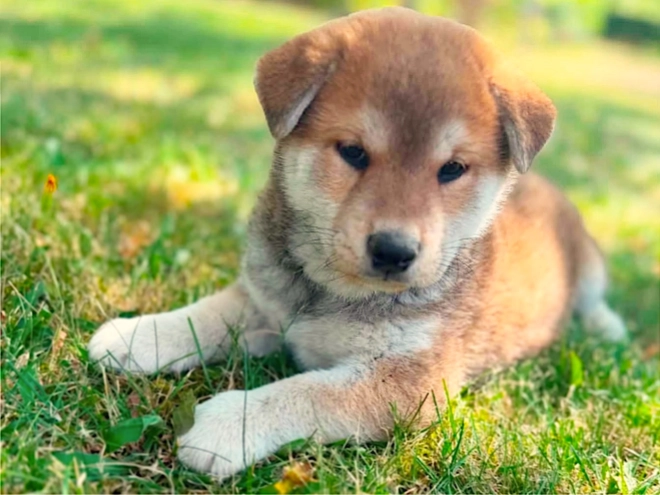 Shiba Inu puppy for sale