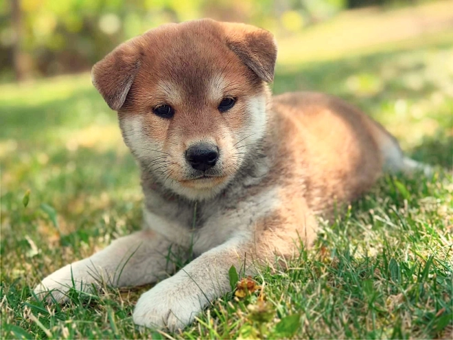 Shiba Inu puppy for sale