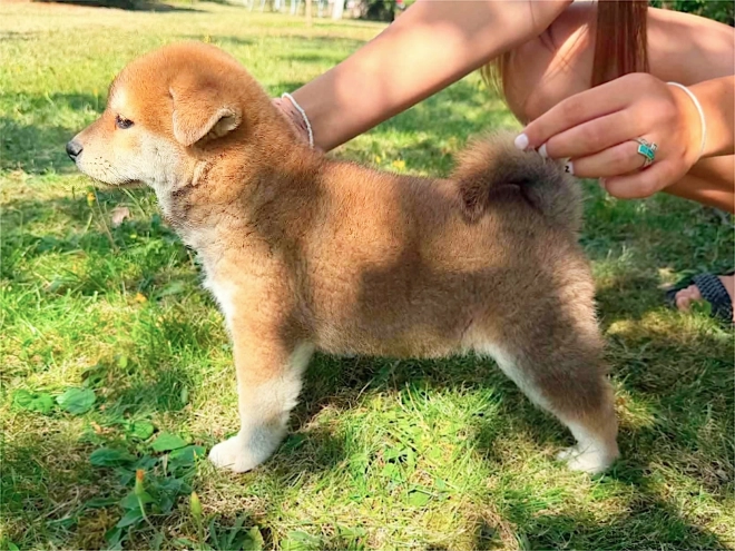 Shiba Inu puppy for sale
