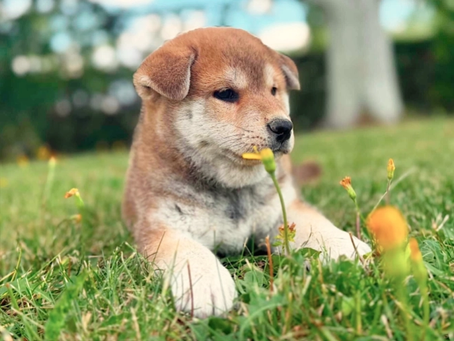 Shiba Inu puppy for sale
