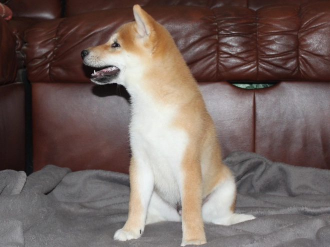 Shiba Inu puppy for sale