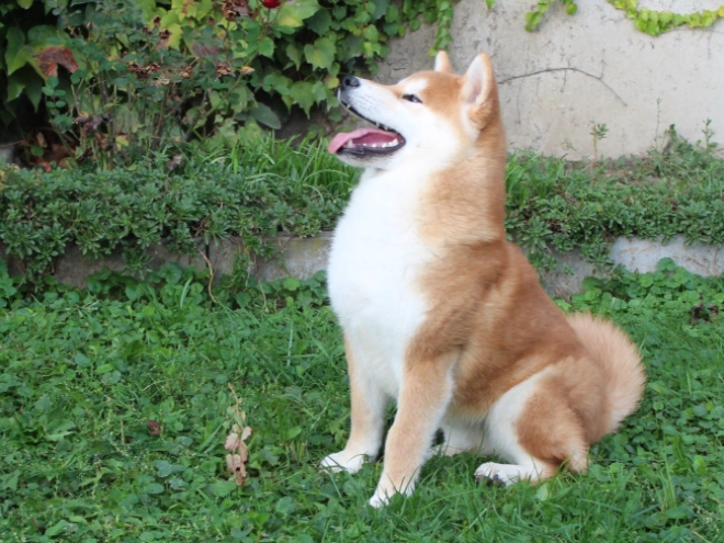 Shiba Inu puppy for sale