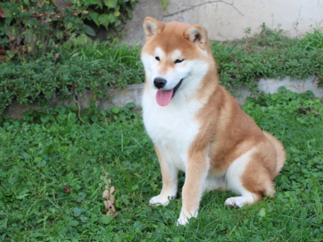 Shiba Inu puppy for sale