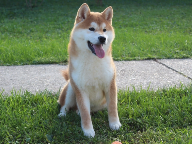 Shiba Inu puppy for sale