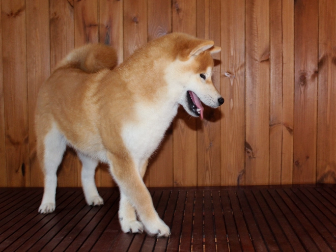 Shiba Inu puppy for sale
