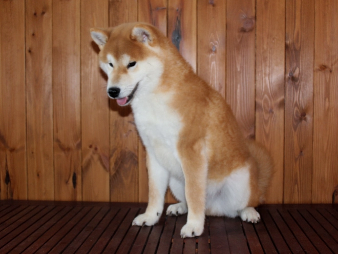 Shiba Inu puppy for sale