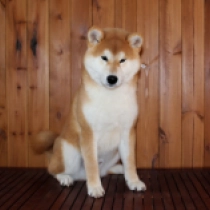 Shiba Inu Welpe zu verkaufen