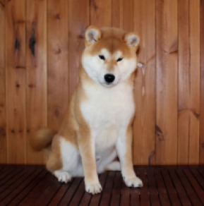 Shiba Inu puppy for sale