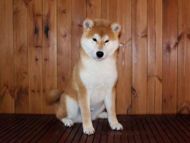 Shiba Inu puppy for sale