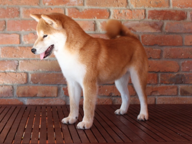 Shiba Inu puppy for sale