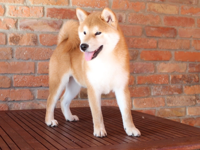Shiba Inu puppy for sale