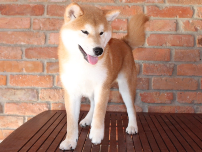 Shiba Inu puppy for sale