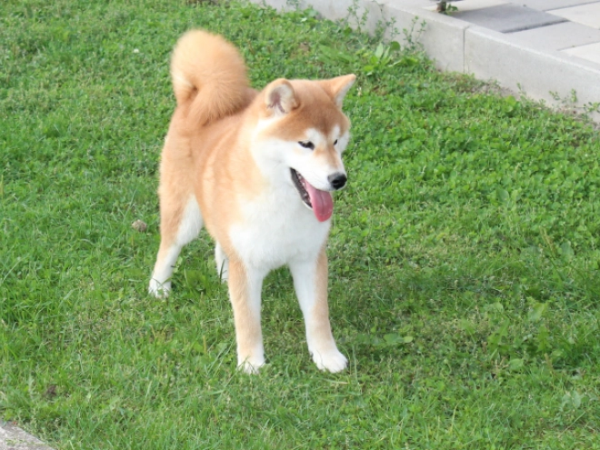 Shiba Inu puppy for sale