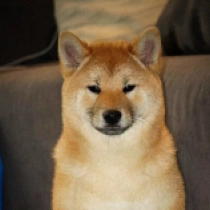Shiba Inu puppy for sale