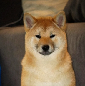 Shiba Inu puppy for sale