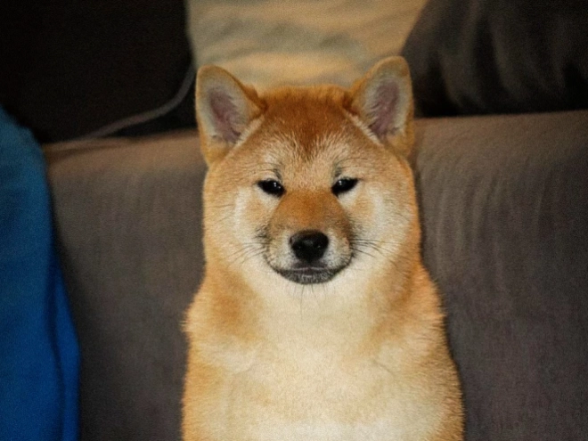 Shiba Inu puppy for sale