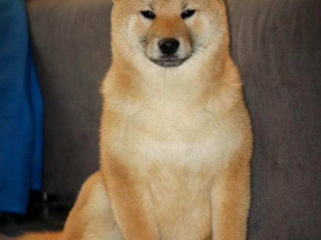 Shiba Inu puppy for sale