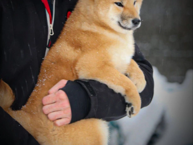 Shiba Inu puppy for sale