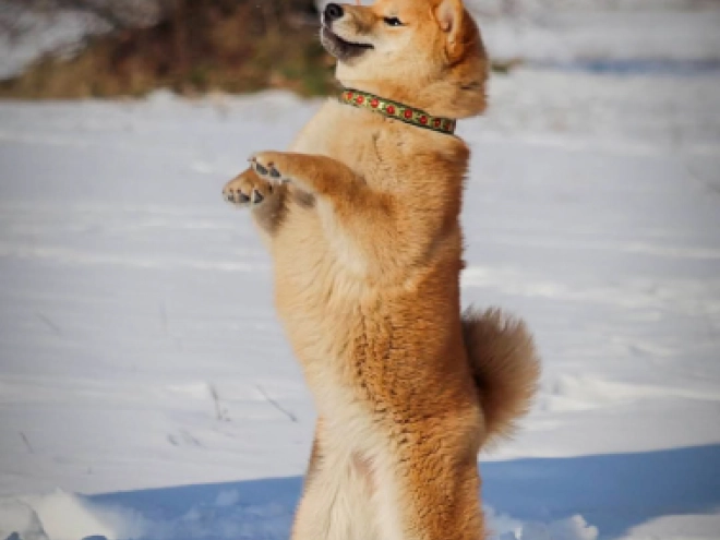 Shiba Inu puppy for sale
