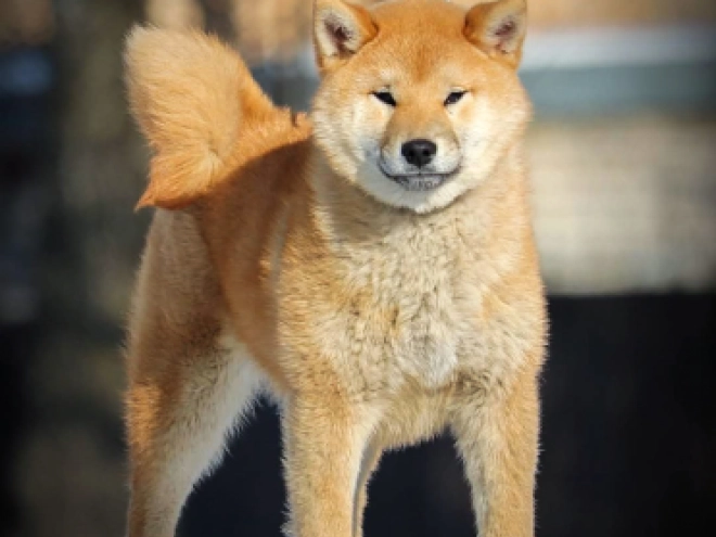 Shiba Inu puppy for sale
