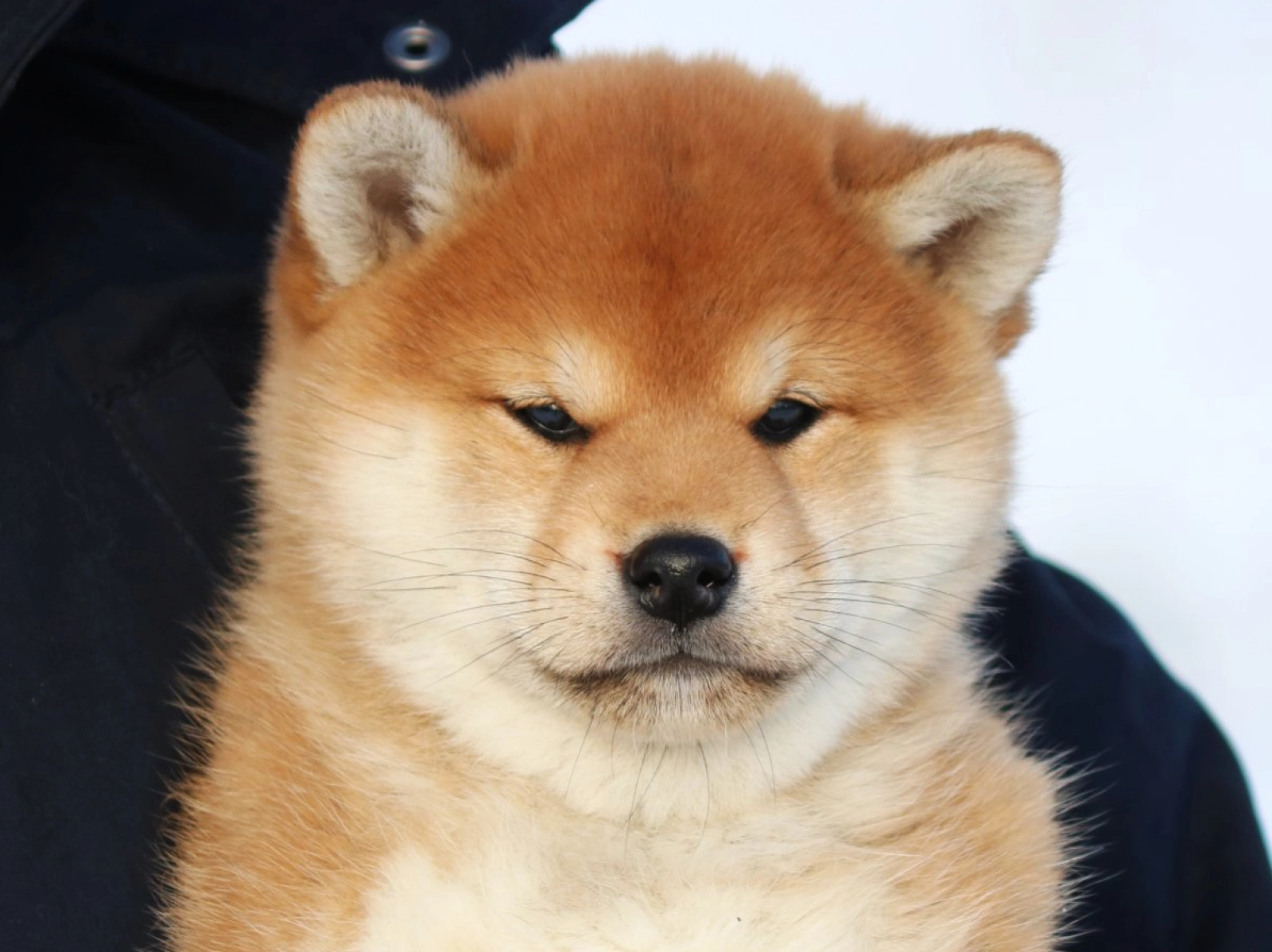 Aspire - Shiba Inu Puppy for sale | EuroPuppy