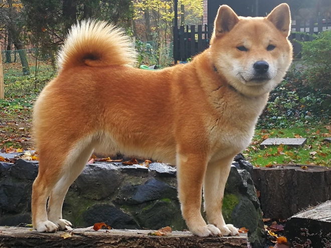 Shiba Inu Welpe kaufen