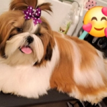 Shih Tzu puppy for sale