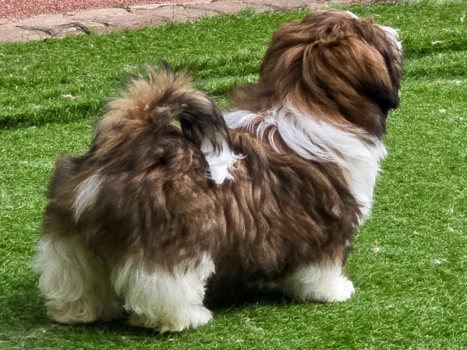 Shih Tzu Welpe kaufen