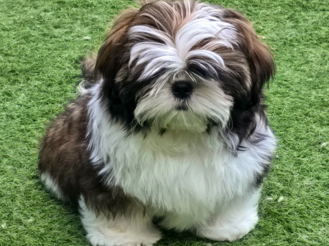 Shih Tzu Welpe kaufen
