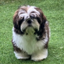 Namba, golden and white Shih Tzu for sale