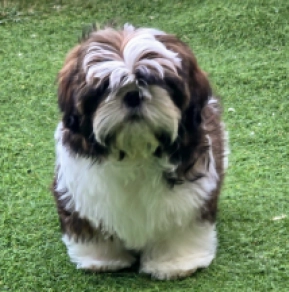 Shih Tzu puppy for sale