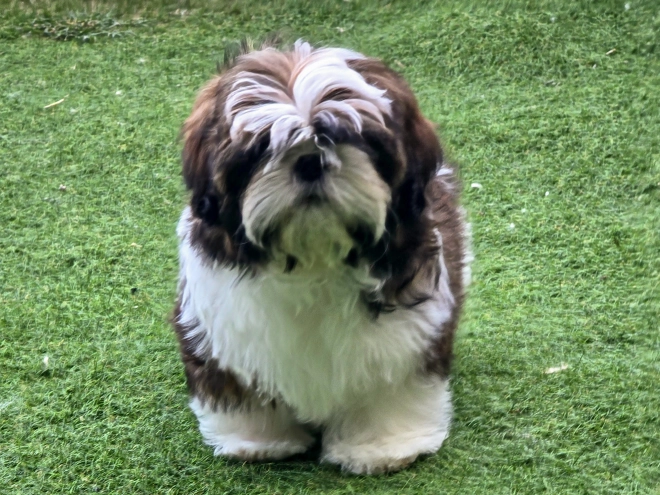 Shih Tzu Welpe kaufen